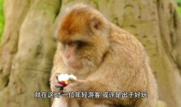 小崔猴子吃瓜视频下载免费,免费下载，揭秘娱乐圈幕后故事